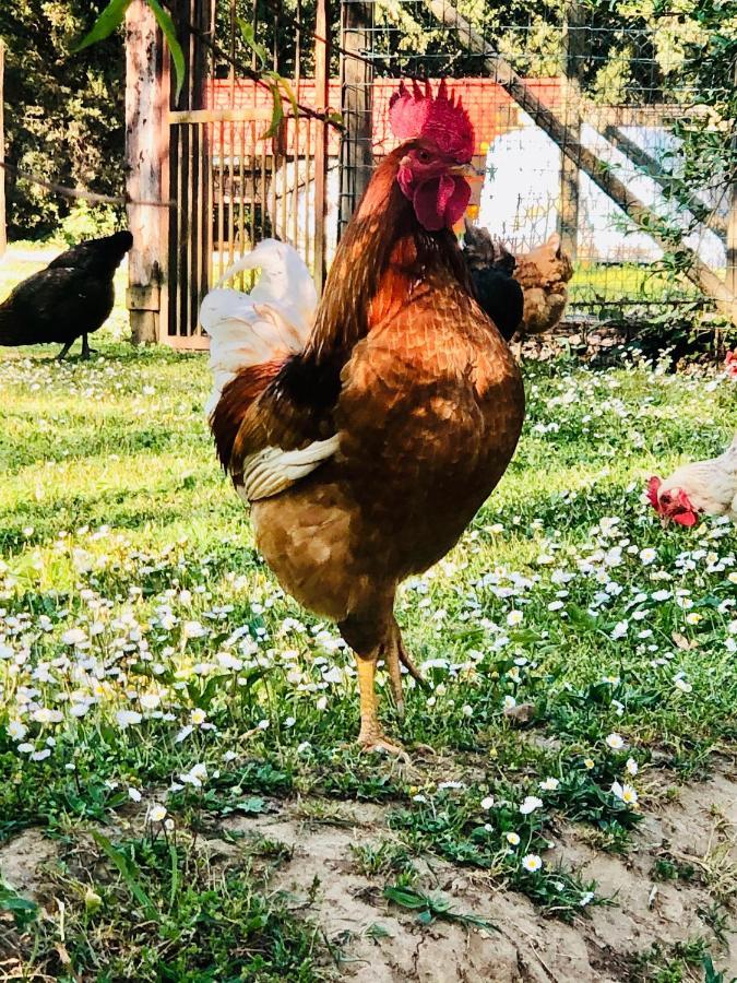 Agriturismo Pometti - Fattoria La Selva Trequanda Ngoại thất bức ảnh