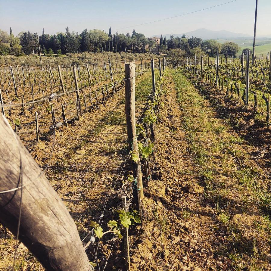 Agriturismo Pometti - Fattoria La Selva Trequanda Ngoại thất bức ảnh